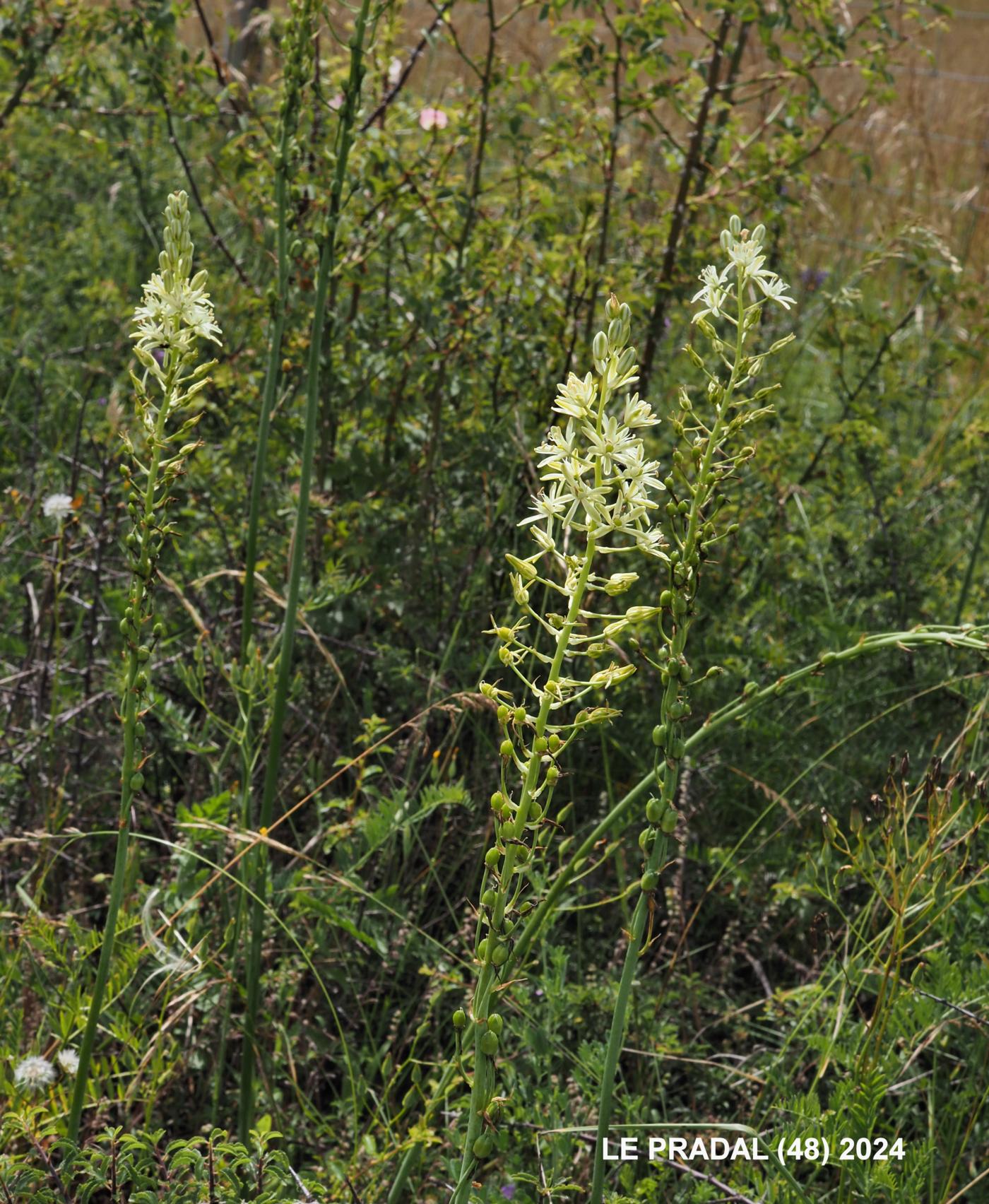 Bath Asparagus plant